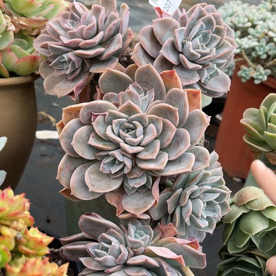 同温层多肉哈利70