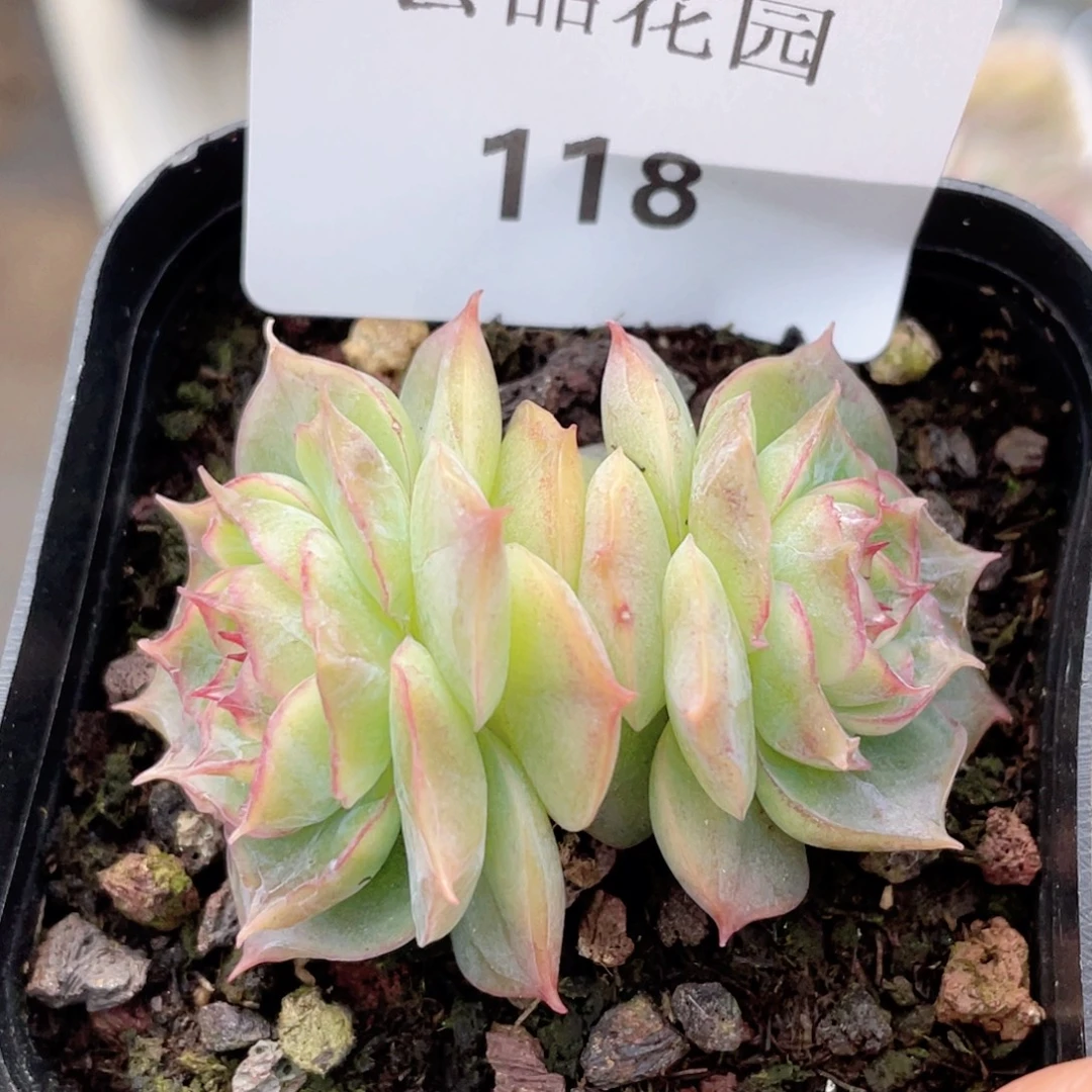 118号糖心冰心珍妮 繁星