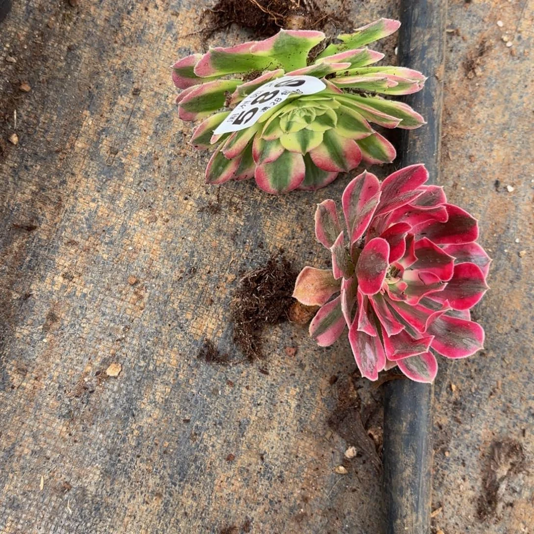 3***头两个单头脱土发货586