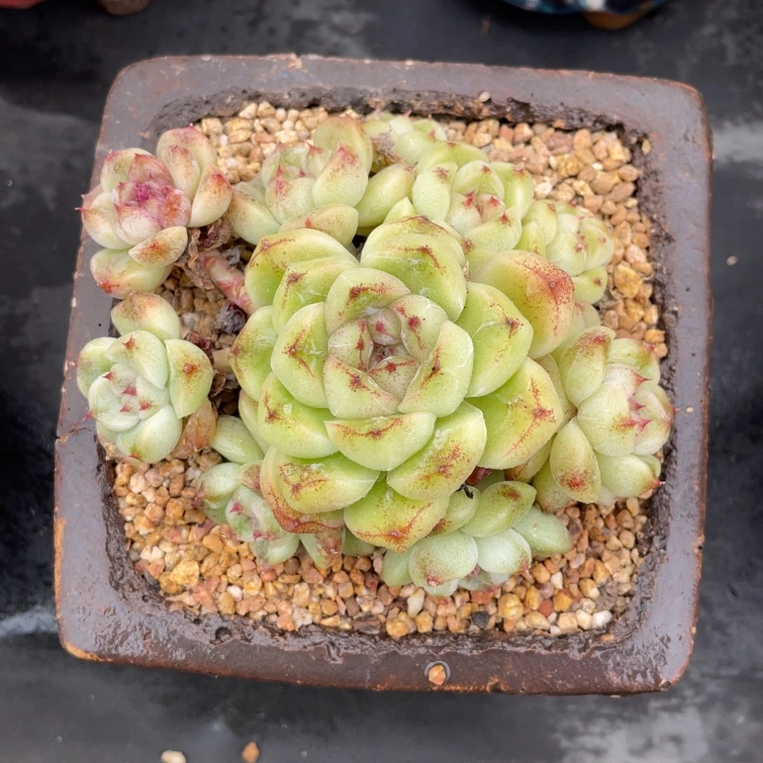 白水晶群生短胖白底