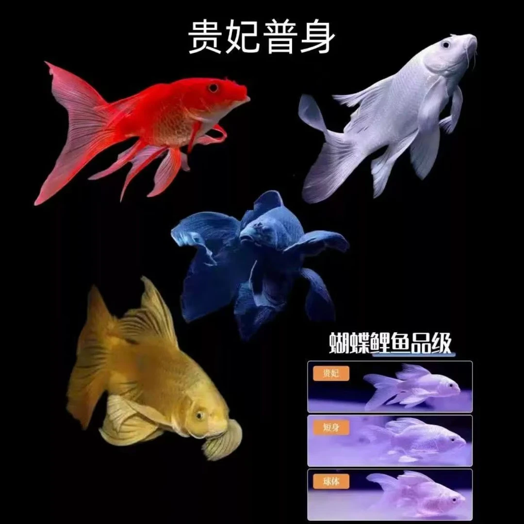 8-20公分正品蝴蝶鲤贵妃普身蝴蝶锦鲤大尾巴锦鲤观赏鱼渔场直发