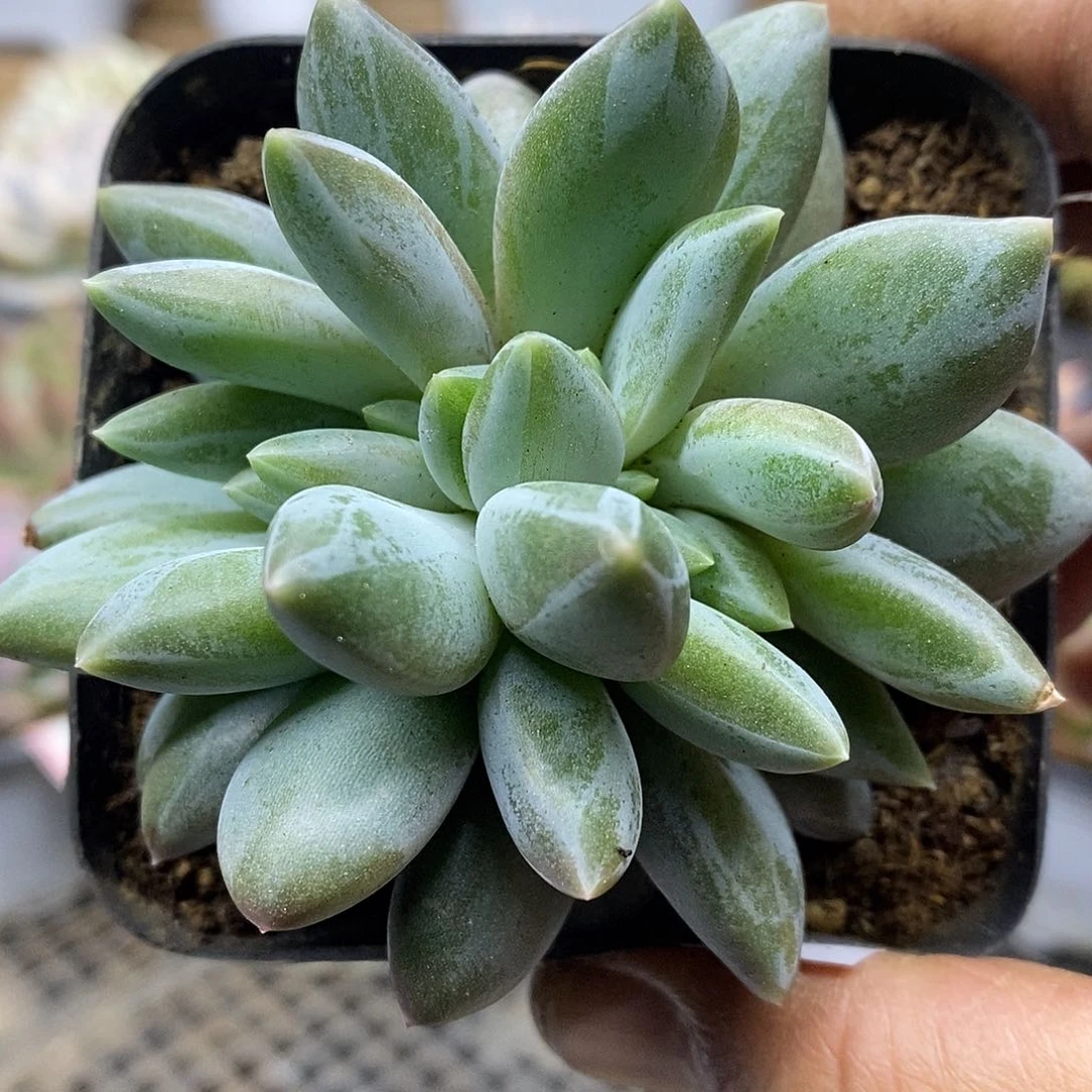 2013 哥特萝莉缀化