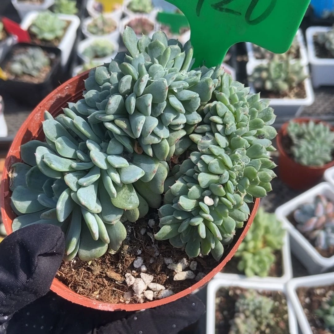 1920白胖子缀多肉植物保护