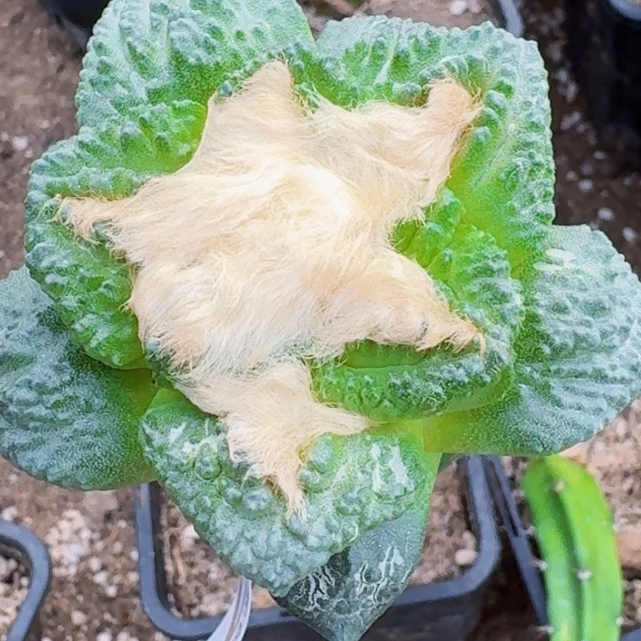 无花朵福利苗接龟甲567