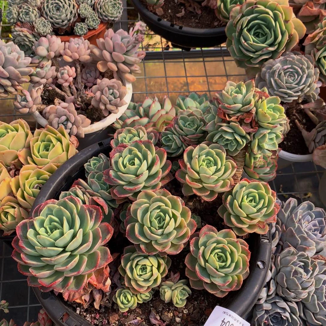 轻*0064哈密瓜多肉