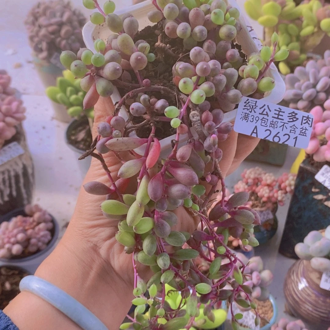 紫泡泡15cm2621多肉植物