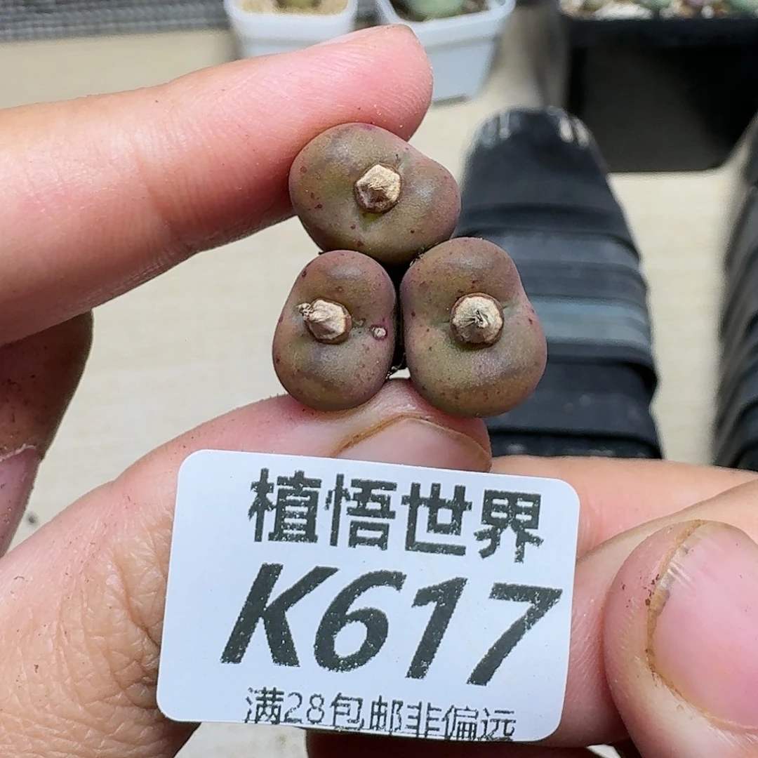 多肉植物的啊vbnnjn