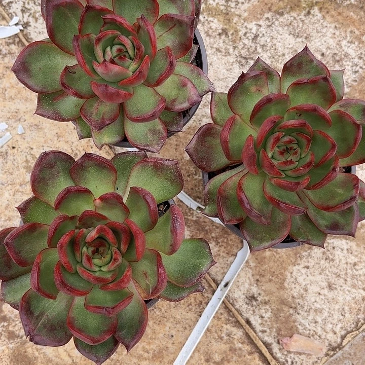 朱迪斯（拍满18包邮、偏远地区1号链接拍运费）