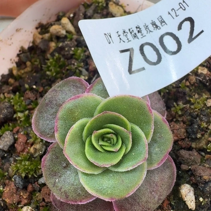 朱002蕾丝me X若初。   福利