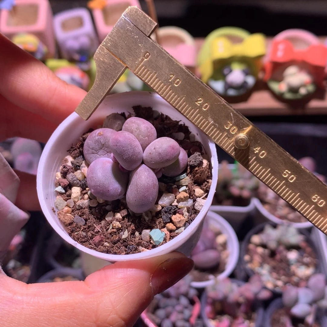 大叶奶 大叶奶 不满28发到付，发一片叶，~