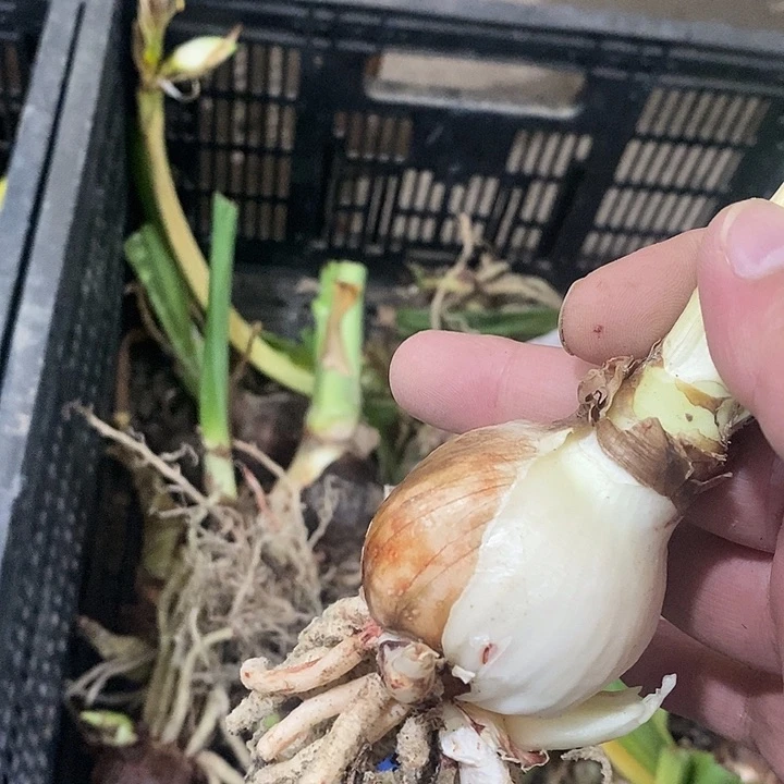 漂亮女孩五公分以上残次球