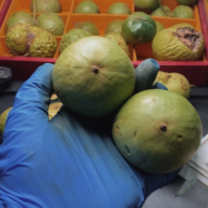 核桃把件官帽核桃