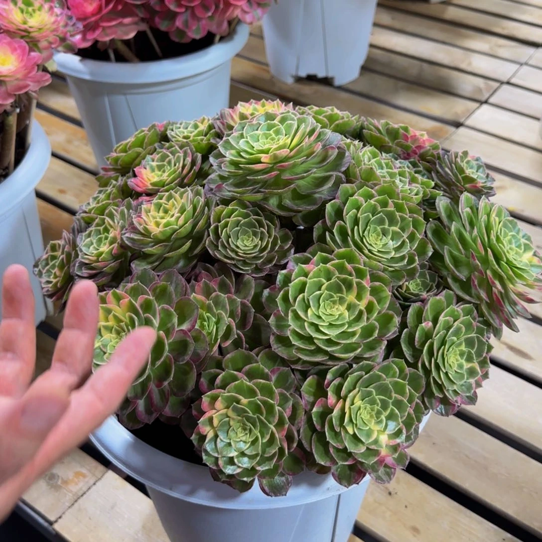 旧**绵万花筒寄养发货物流到付
