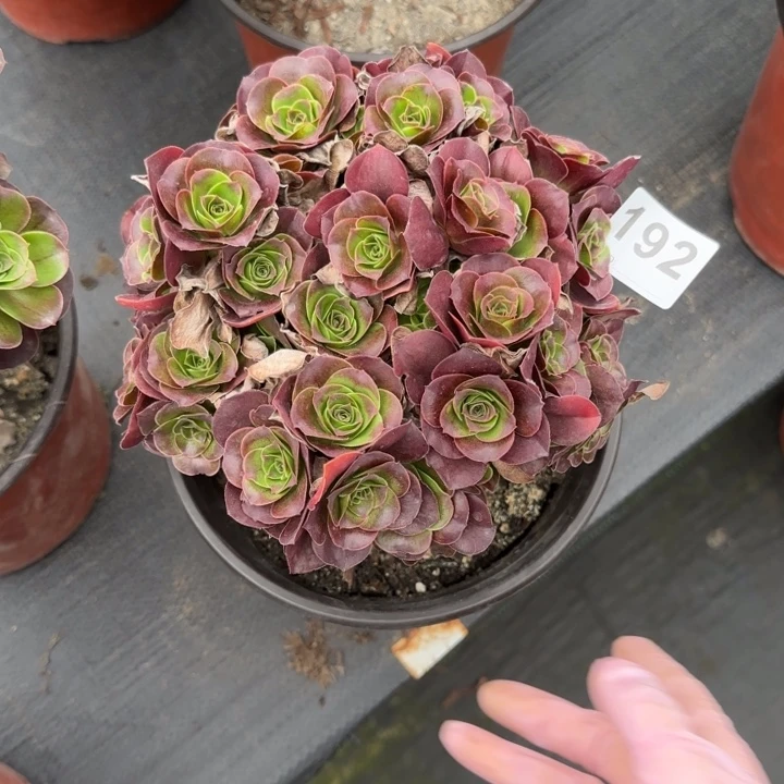 简****多肉植物多肉192号