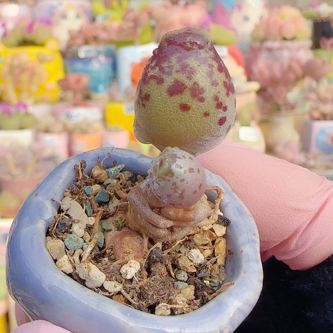 云***^L紫丸海豹 黛侧芽 盆口3cm