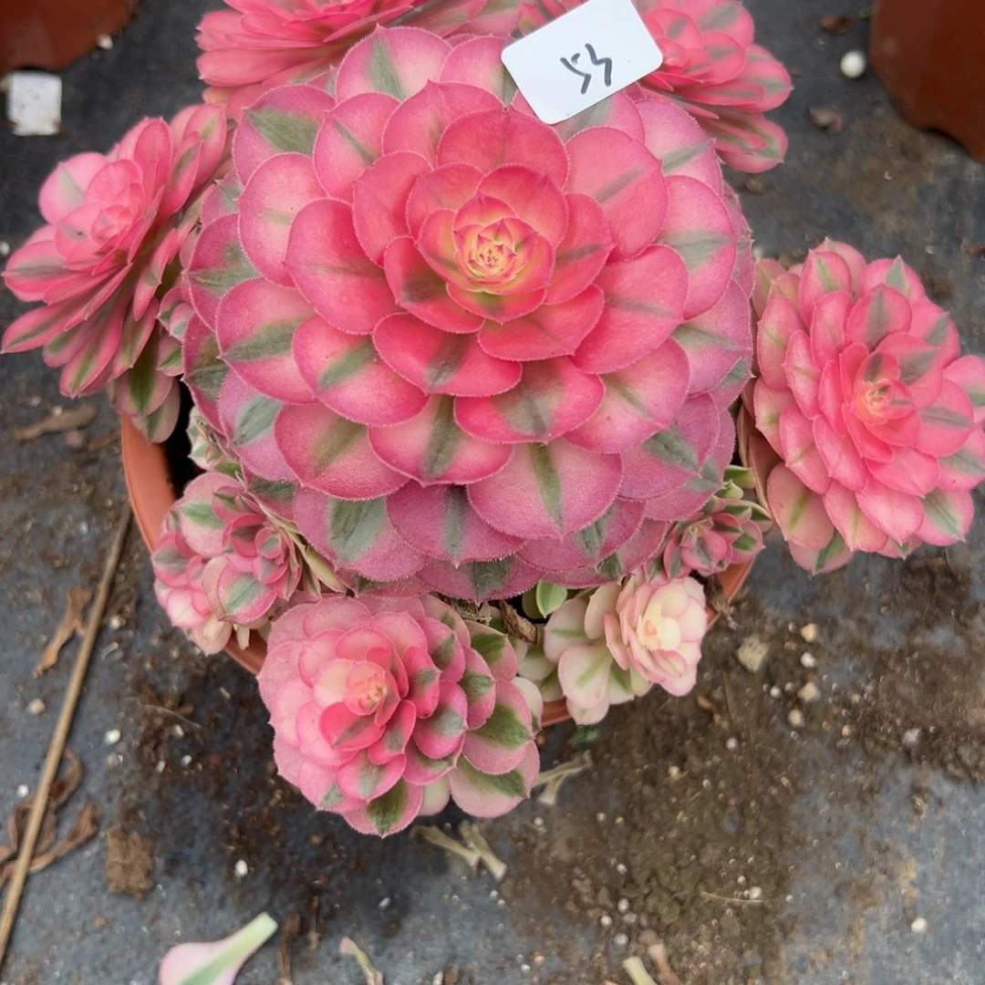53倾城多肉植物系
