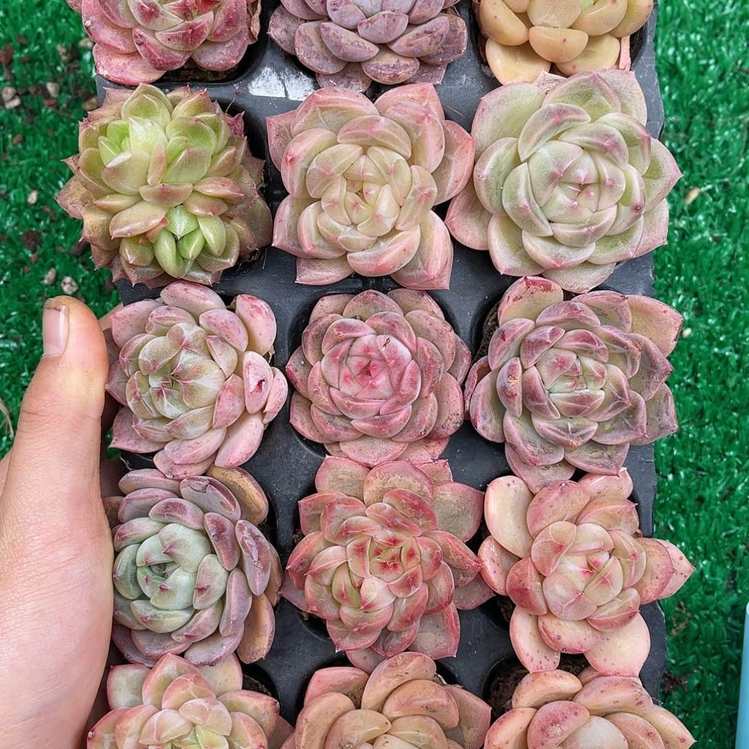 多肉一物一拍9-93