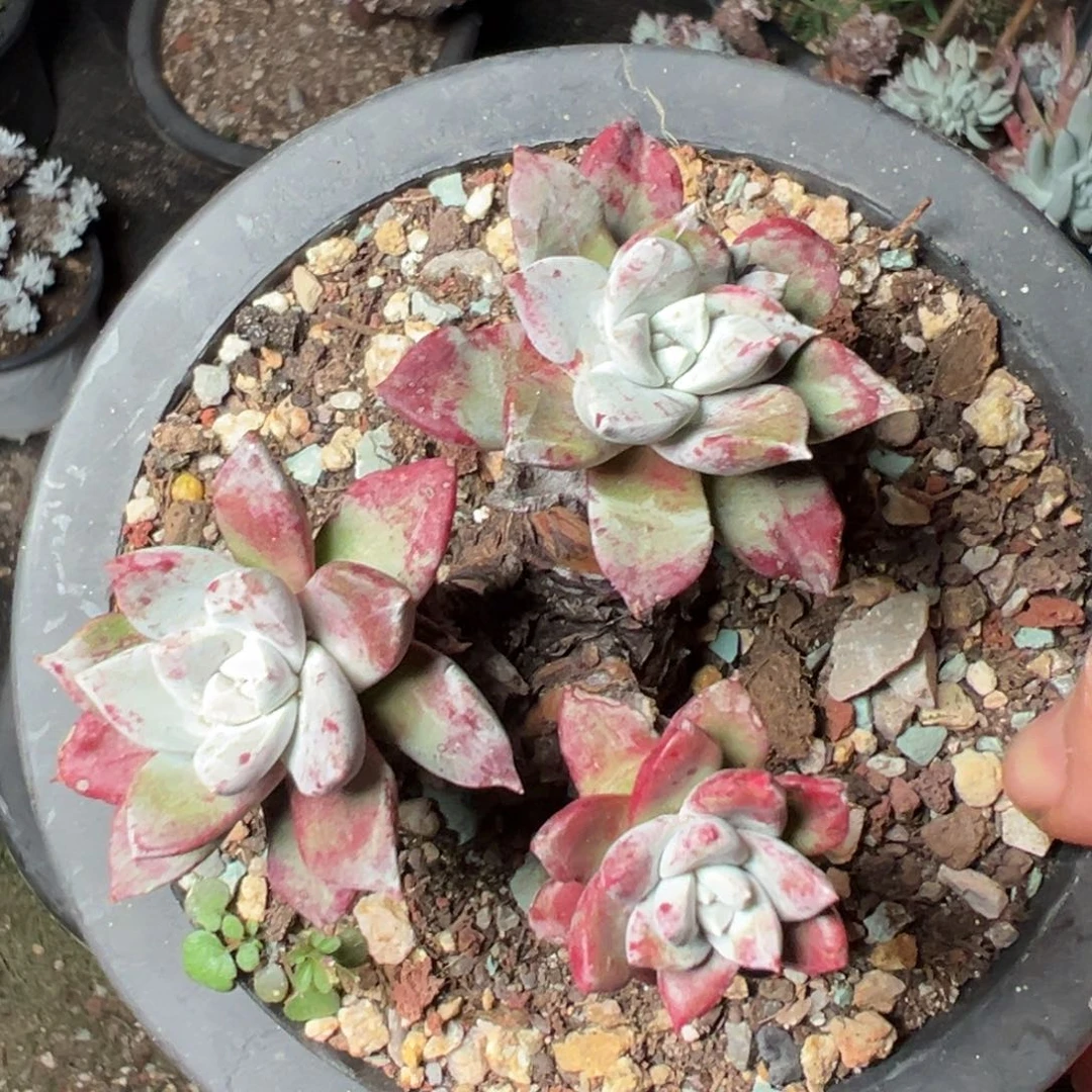 2310哈哈哈哈哈哈多肉