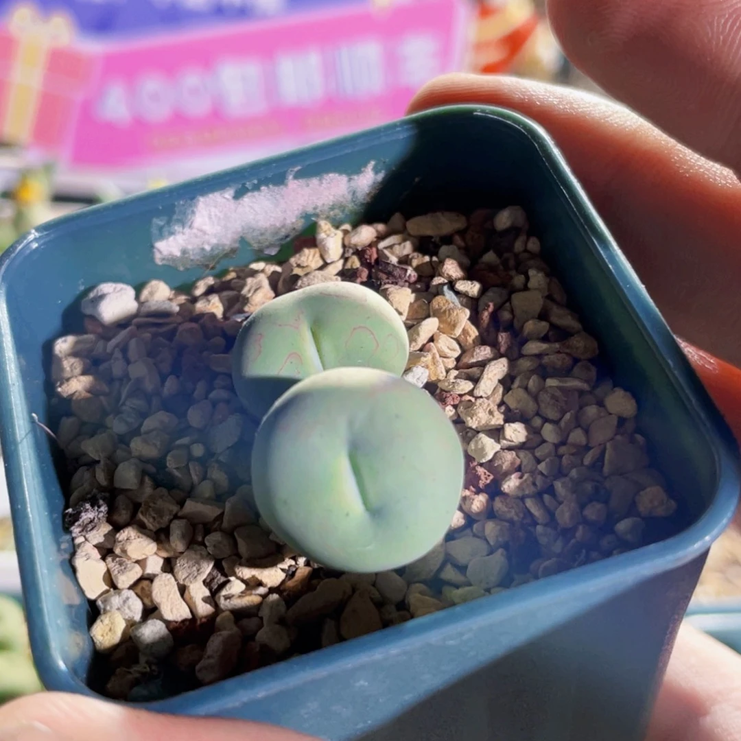 双头玻尿酸大嘴植物一物一拍