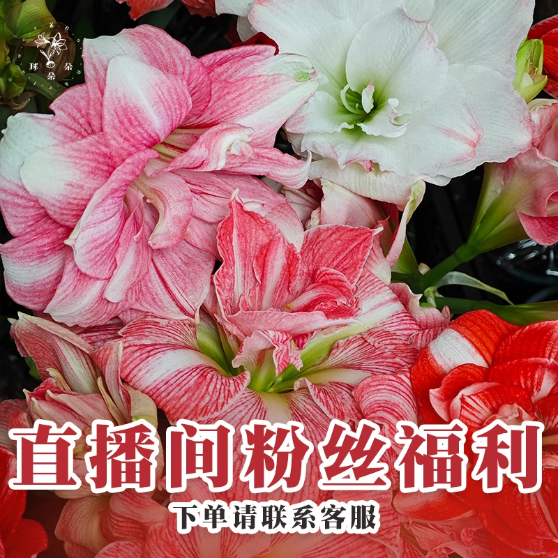 球朵朵直播间粉丝福利-特价轻微缩水可正常开花（特价种球不售后）