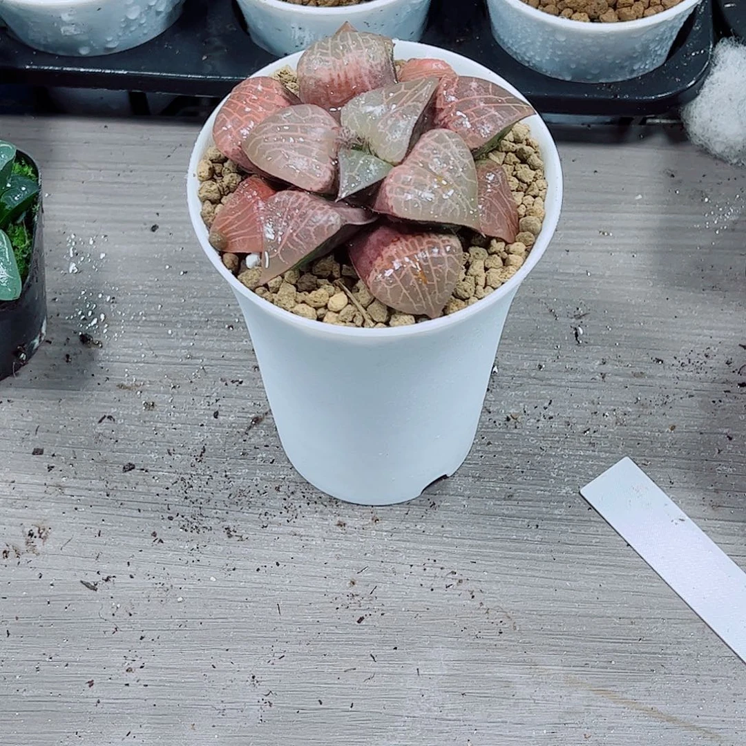 粉玻璃玉露一勿一拍