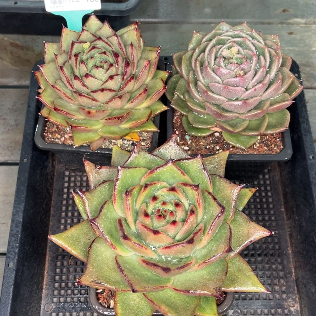 从前慢多肉精选编号0122.163