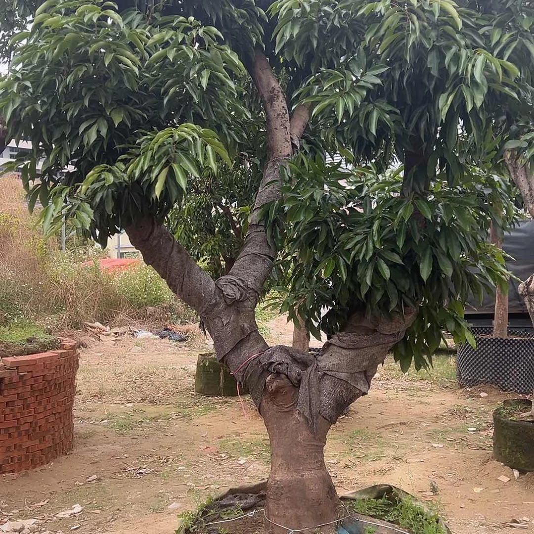 贾***三完全开放果树果树2222