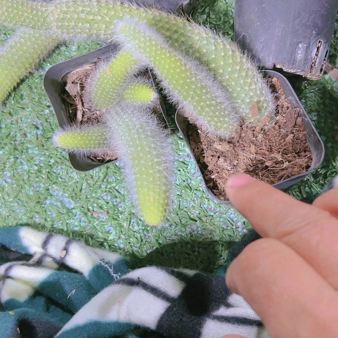 【闪购商品】3盆群九尾狐