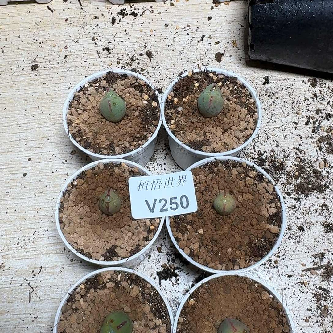 1颗一组量拍多肉植物哇c