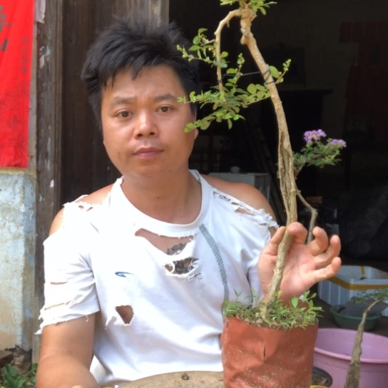 无花朵盆景素材植物