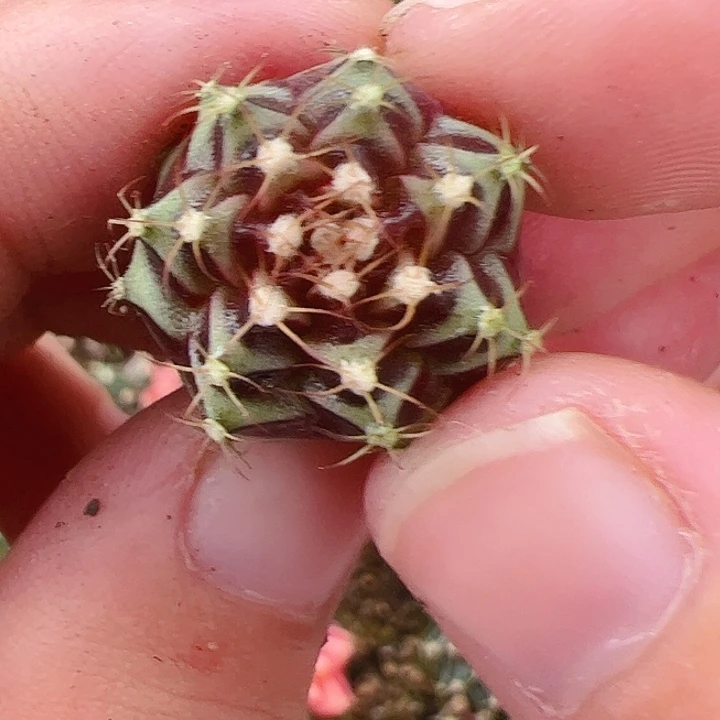 当前无花栽培后可以开花649