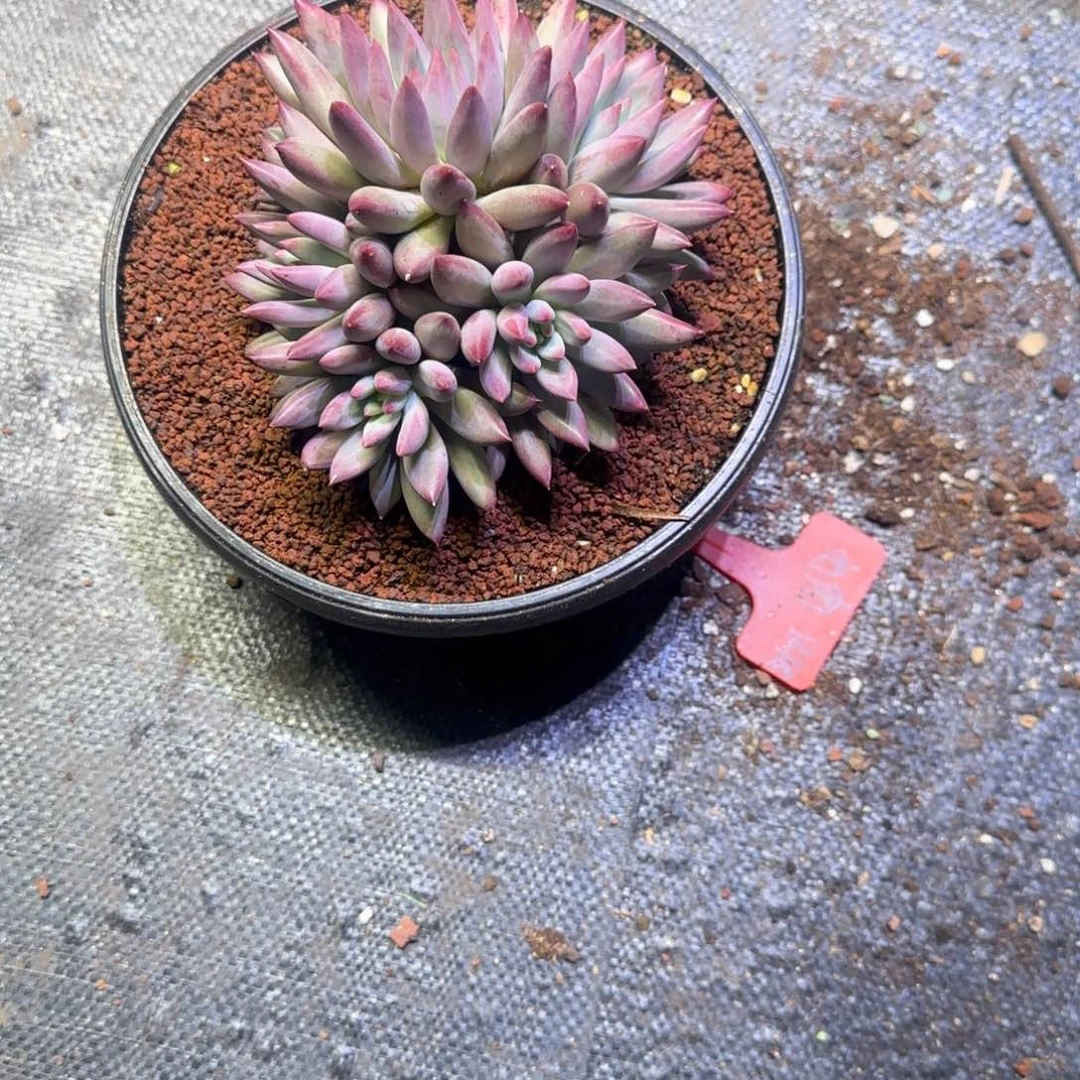 羽毛纹虞美人多肉植物一物一拍