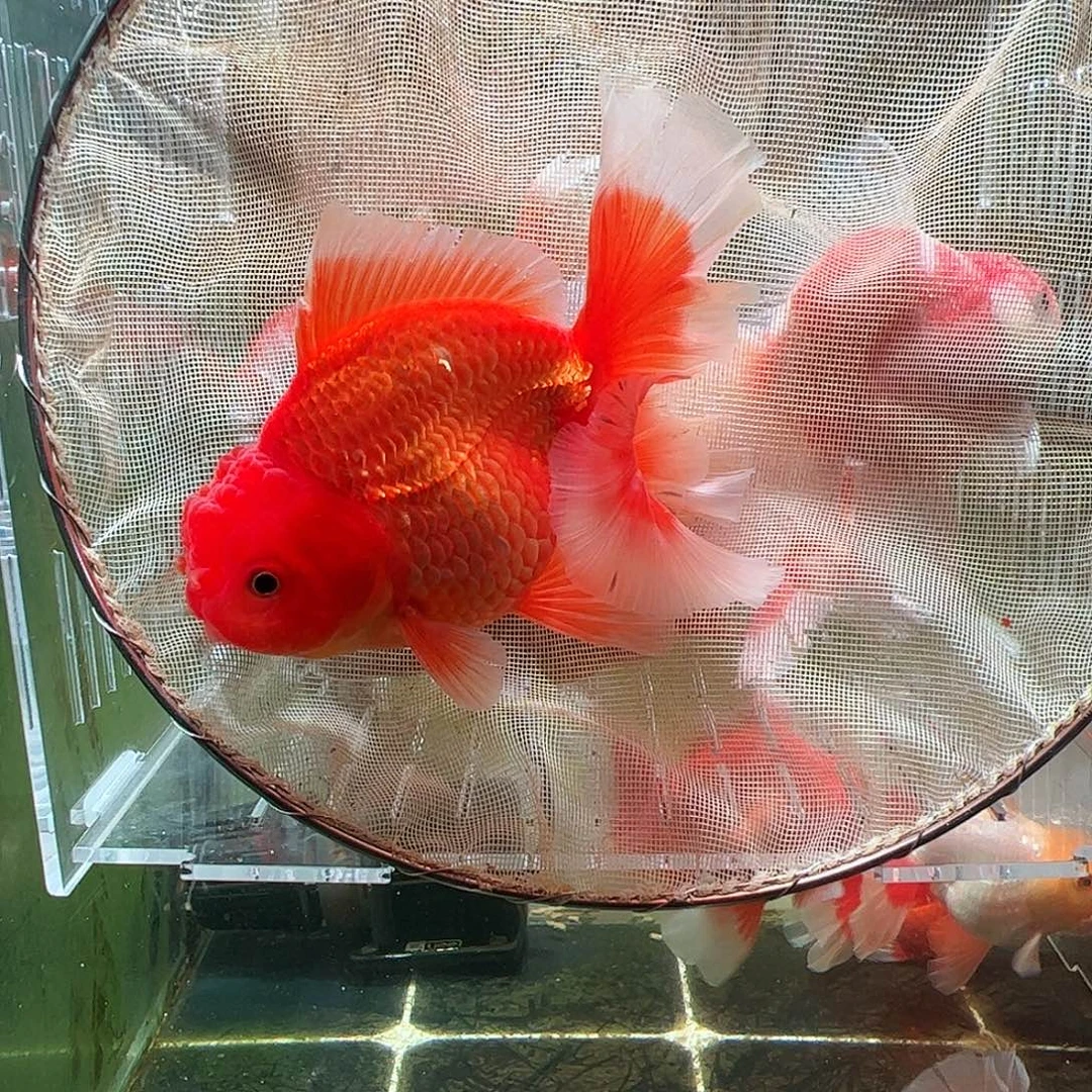 金鱼百褶泰狮压成19