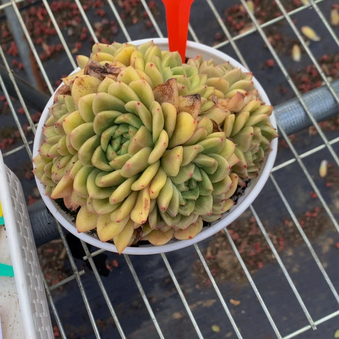 一物一拍1406-5-15