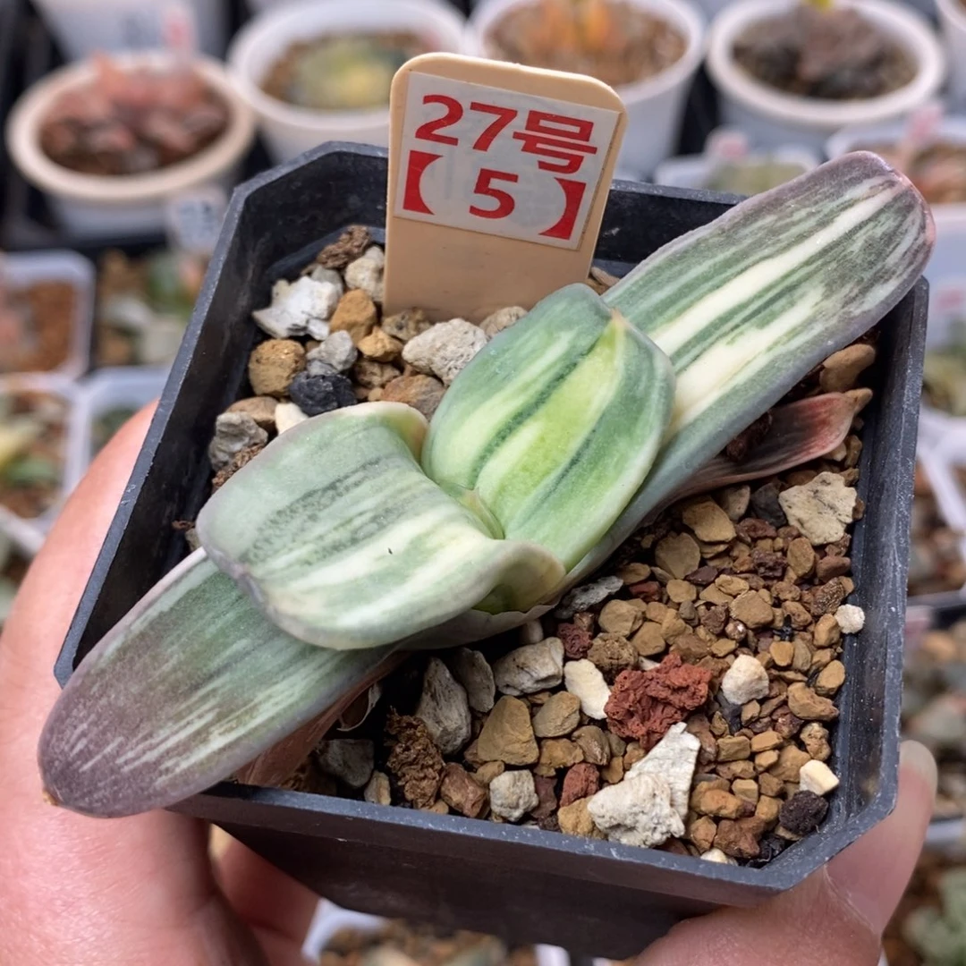 27卧牛锦一物一拍