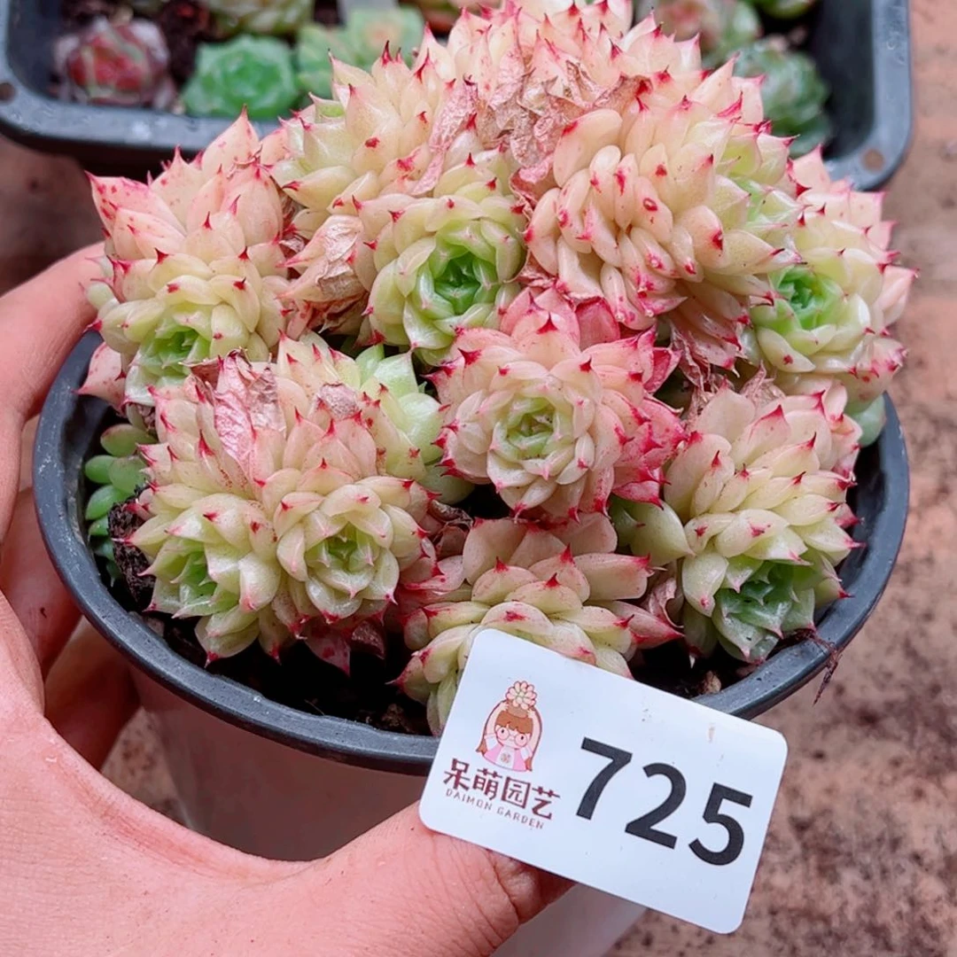 大*毛多肉植物多肉植物