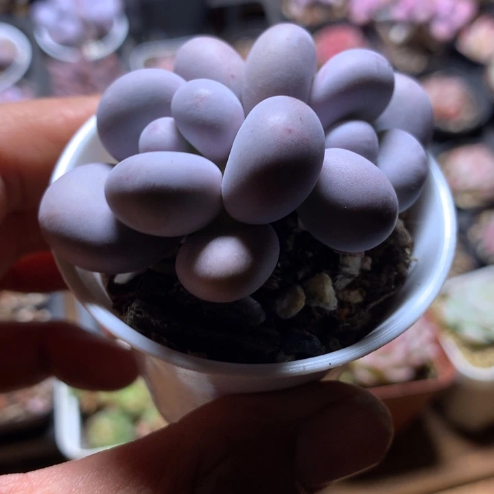 奶洛多肉一物一拍