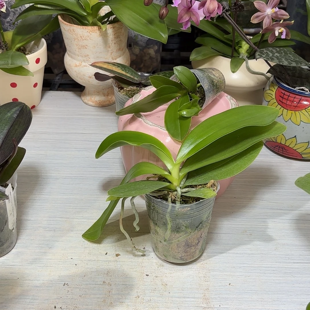 阿***1当前无花栽培后可以开花蓝路德和22g2