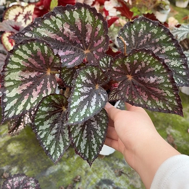 完全开放午夜魅惑