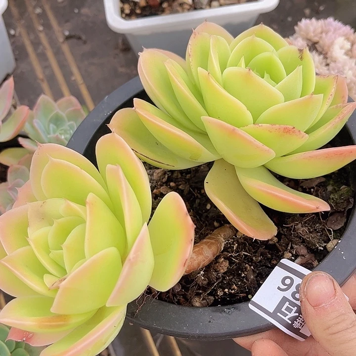 星纳塔13136多肉植物