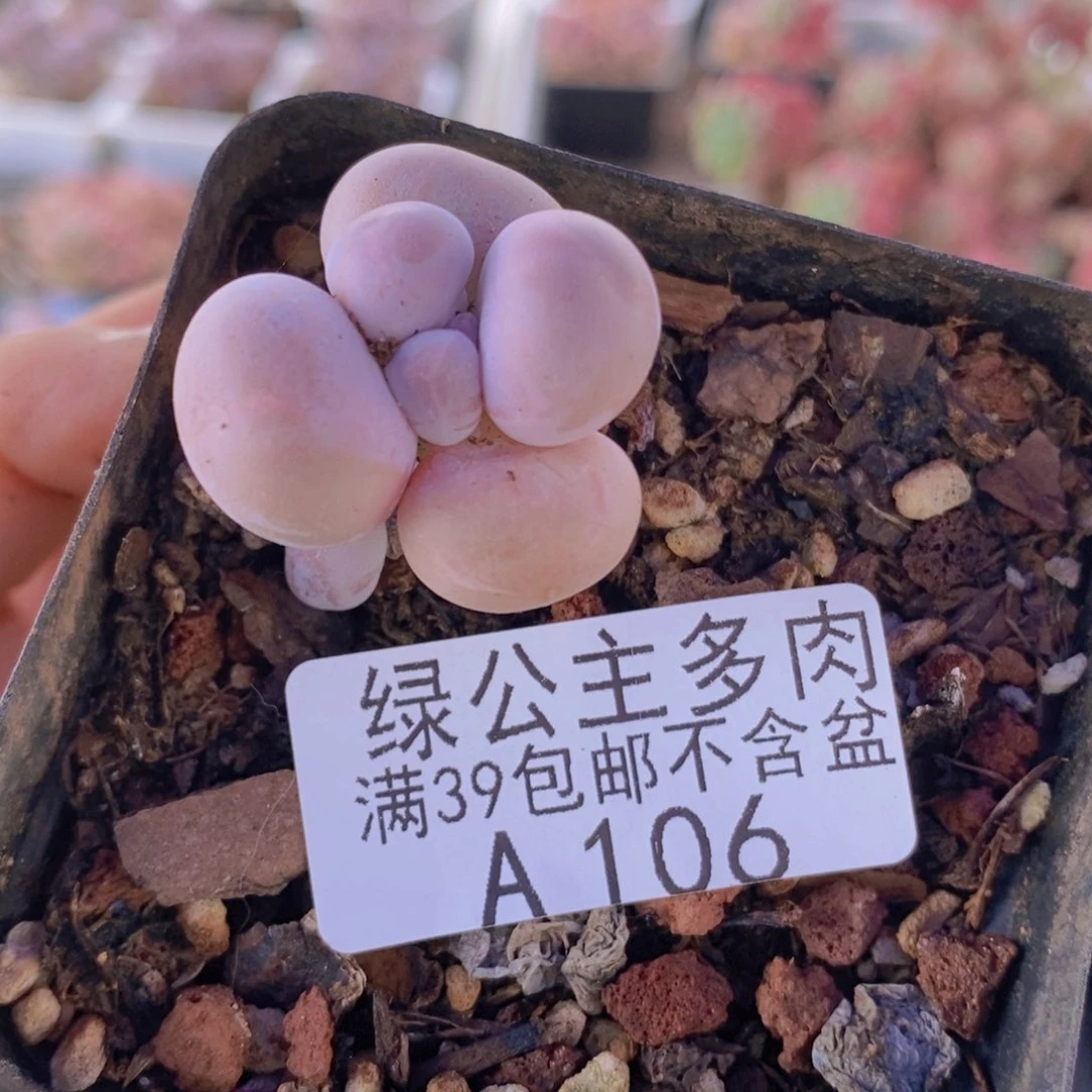 橙奶3cm106多肉植物