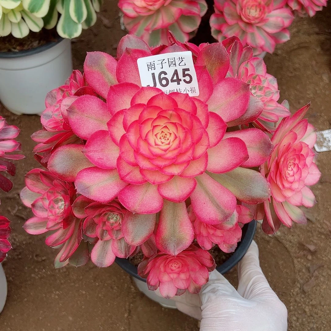 645荔枝尺寸23左右特价追光