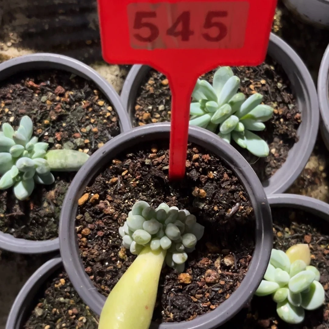 多肉植物哥特缀545