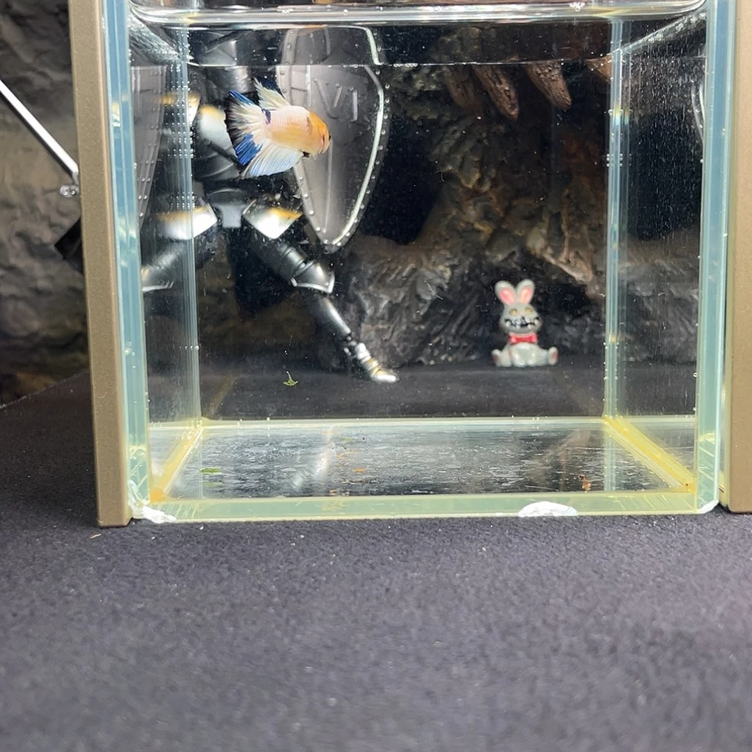 斗鱼十月二十五竞价