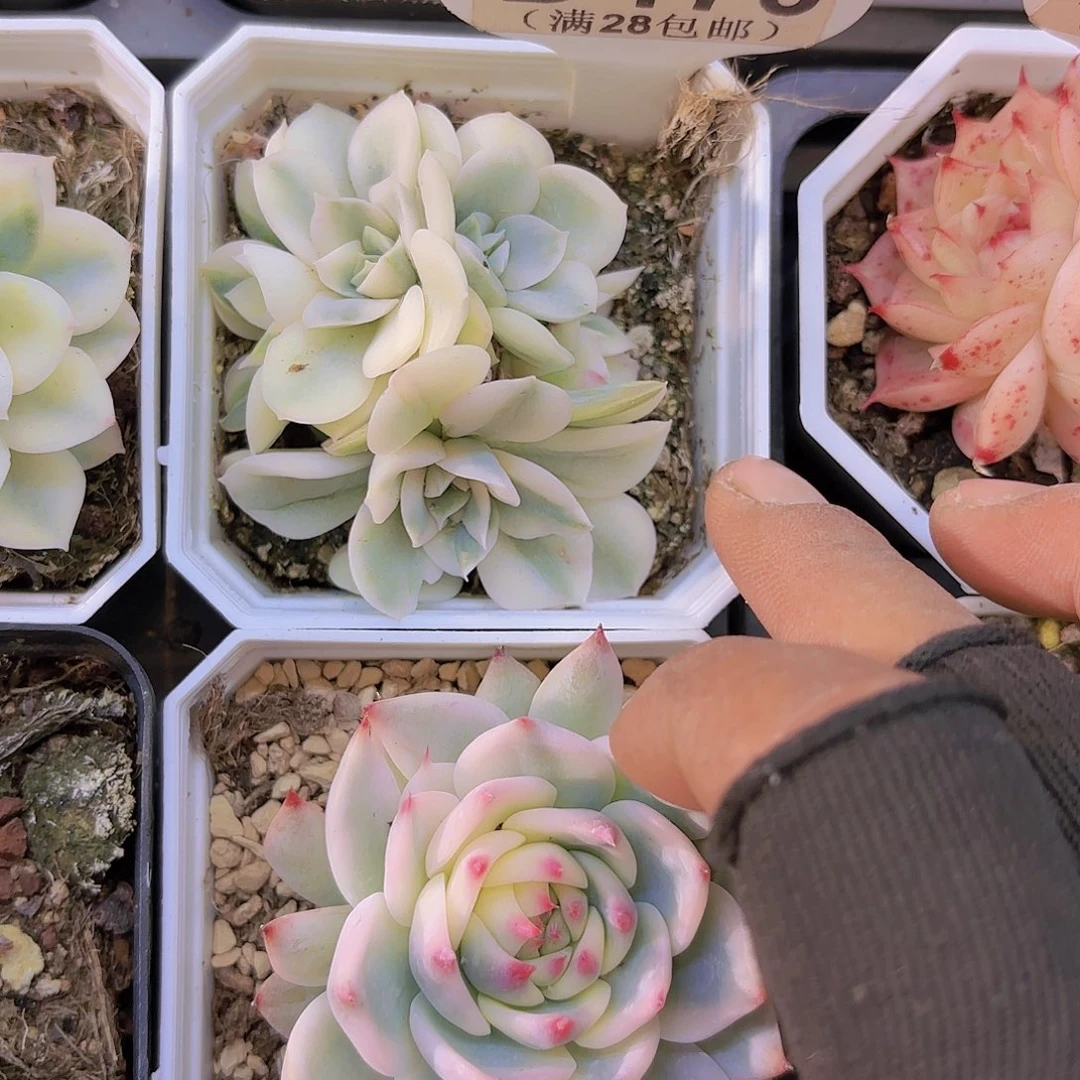 D176越练仙子一物一拍