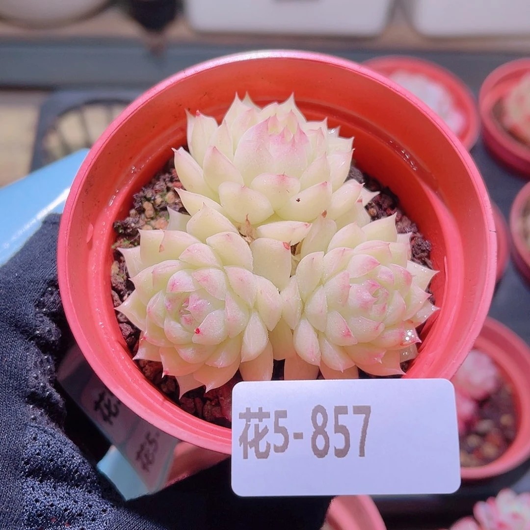 花利美5-857女王