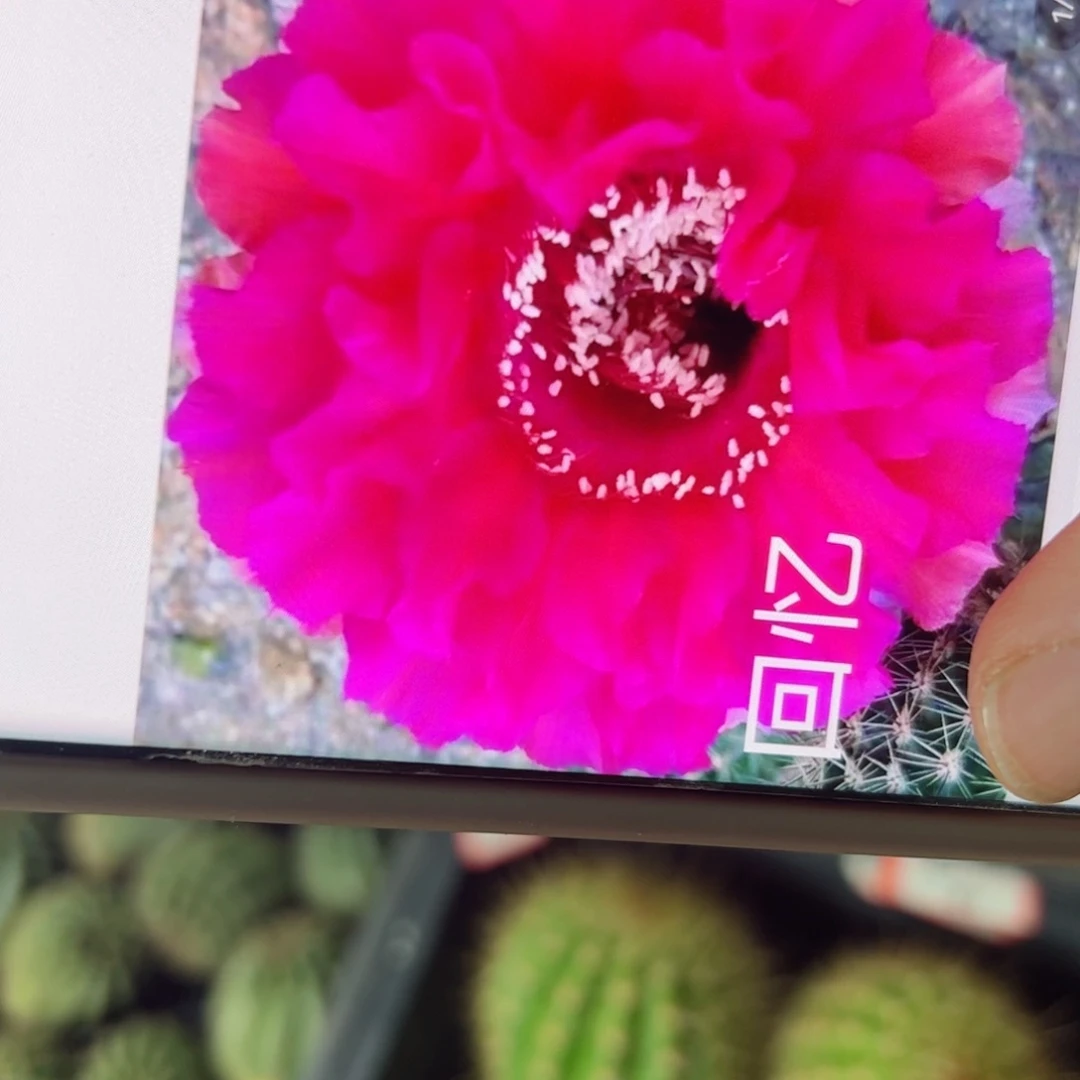 下15彩草江南回忆歪侧芽4公分左右20包邮