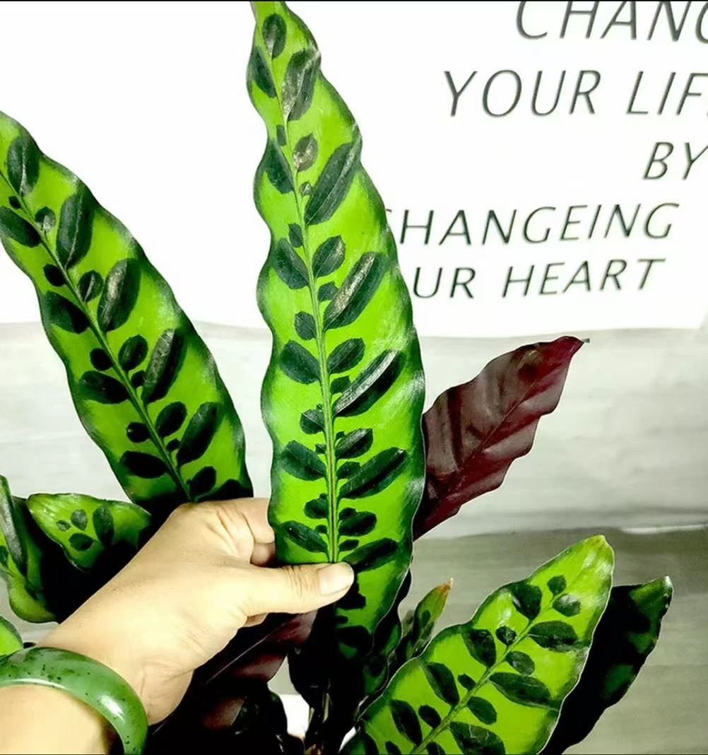 猫眼竹芋盆栽室内好养耐阴吸甲醛四季常青观叶植物