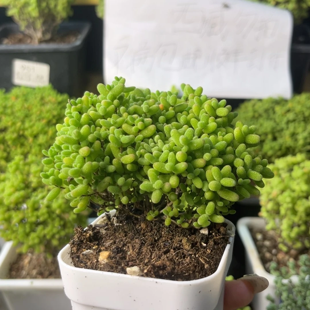 947蜜桔糖球小树。