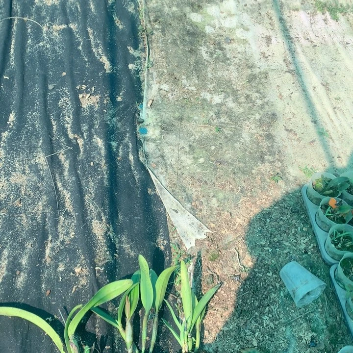 完全开放卡特兰3个品种各三苗以上裸根发